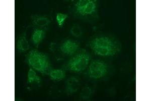 Immunofluorescence (IF) image for anti-Fumarylacetoacetate Hydrolase Domain Containing 2A (FAHD2A) antibody (ABIN1498188)