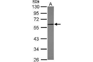 Western Blotting (WB) image for anti-Kruppel-Like Factor 4 (Gut) (KLF4) (C-Term) antibody (ABIN2855075)