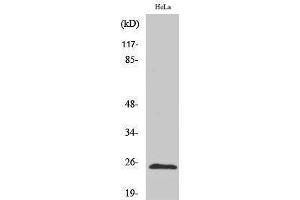 Western Blotting (WB) image for anti-Chromobox Homolog 5 (CBX5) (Internal Region) antibody (ABIN3185079) (CBX5 抗体  (Internal Region))