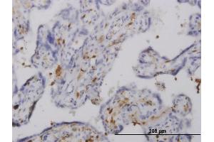 Immunoperoxidase of monoclonal antibody to PLEK on formalin-fixed paraffin-embedded human placenta. (Pleckstrin 抗体  (AA 121-230))