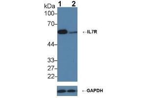 Knockout Varification: ;Lane 1: Wild-type K562 cell lysate; ;Lane 2: IL7R knockout K562 cell lysate; ;Predicted MW: 51,34,29kDa ;Observed MW: 60kDa;Primary Ab: 2µg/ml Rabbit Anti-Human IL7R Ab;Second Ab: 0. (IL7R 抗体  (AA 173-260))