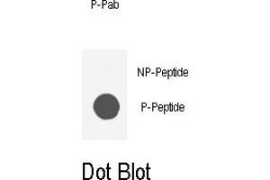 Dot blot analysis of anti-AKT1-p Phospho-specific Pab (ABIN389509 and ABIN2839564) on nitrocellulose membrane. (AKT1 抗体  (pSer129))