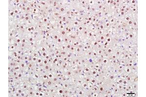 Paraformaldehyde-fixed, paraffin embedded rat liver; Antigen retrieval by boiling in sodium citrate buffer (pH6) for 15min; Block endogenous peroxidase by 3% hydrogen peroxide for 30 minutes; Blocking buffer (normal goat serum) at 37°C for 20min; Antibody incubation with Histone H3/HIST3H3 (3G1) Monoclonal Antibody, Unconjugated (bsm-33042M)at 1:200 overnight at 4°C, followed by a conjugated secondary and DAB staining.