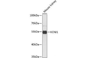 Western blot analysis of extracts of Mouse kidney using KCNJ1 Polyclonal Antibody at dilution of 1:1000. (KCNJ1 抗体)
