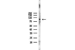 Western blot analysis of lysates from Mouse testis, using Gelsolin Antibody at 1/1000 dilution.
