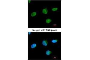 Immunofluorescence (IF) image for anti-U2 Small Nuclear RNA Auxiliary Factor 1 (U2AF1) antibody (ABIN2856447)