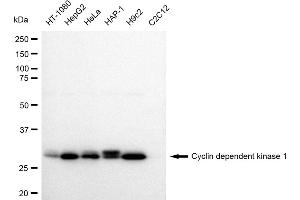 Western blotting analysis using Cyclin dependent kinase 1 antibody (ABIN7798207).