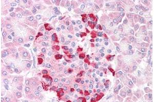 Anti-SOCS4 antibody IHC staining of human pancreas. (SOCS4 抗体  (AA 426-439))