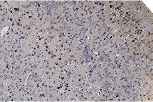 IHC analysis of GABARAP using anti-GABARAP antibody (ABIN7603159). (GABARAP 抗体  (N-Term))
