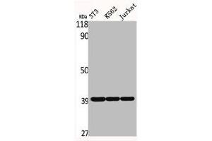 Western Blot analysis of NIH-3T3 K562 Jurkat cells using ERdj3 Polyclonal Antibody (DNAJB11 抗体  (Internal Region))