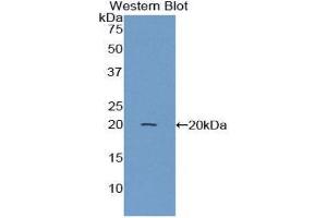 Western Blotting (WB) image for anti-Annexin A4 (ANXA4) (AA 150-313) antibody (ABIN1858026) (Annexin IV 抗体  (AA 150-313))
