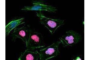 Immunofluorescence (IF) image for anti-Nanog Homeobox (NANOG) antibody (ABIN2666253) (Nanog 抗体)