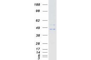 KCNJ9 Protein (Myc-DYKDDDDK Tag)