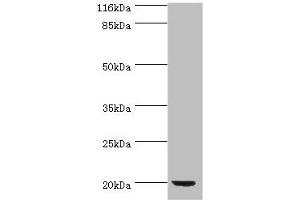 anti-DEF (AA 2-169) antibody