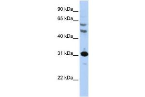 Western Blotting (WB) image for anti-Homeobox B5 (HOXB5) antibody (ABIN2460009) (HOXB5 抗体)