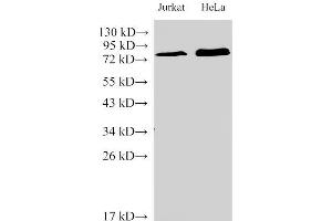 Western Blot analysis of Jurkat and Hela Cells using IL6R Polyclonal Antibody at dilution of 1:2000 (IL-6 Receptor 抗体)