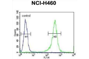 Flow Cytometry (FACS) image for anti-Fragile X Mental Retardation 1 (FMR1) antibody (ABIN3002852) (FMR1 抗体)