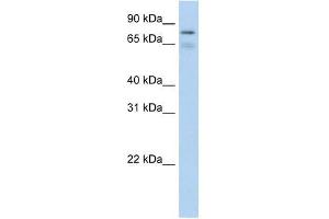 BRD4 antibody used at 0. (BRD4 抗体  (C-Term))