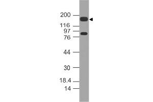 Image no. 1 for anti-Mucin 4, Cell Surface Associated (MUC4) (AA 1700-1960) antibody (ABIN5027372) (MUC4 抗体  (AA 1700-1960))