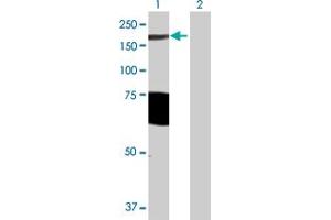 Western Blot analysis of ARHGAP29 expression in transfected 293T cell line by ARHGAP29 MaxPab polyclonal antibody. (PARG1 抗体  (AA 1-1261))