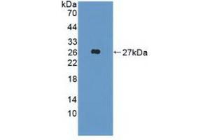 Western blot analysis of recombinant Human FGF19. (FGF19 抗体  (AA 4-216))