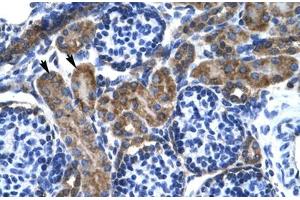 Immunohistochemical staining (Formalin-fixed paraffin-embedded sections) of human kidney with KCNQ2 polyclonal antibody . (KCNQ2 抗体  (AA 189-238))