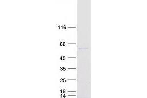 Western Blotting (WB) image for Protein Disulfide Isomerase Family A, Member 3 (PDIA3) protein (Myc-DYKDDDDK Tag) (ABIN2728557)