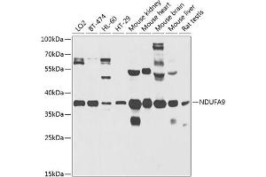 Western blot analysis of extracts of various cell lines, using NDUF antibody (ABIN3017566, ABIN3017567, ABIN5664241 and ABIN6220158) at 1:1000 dilution. (NDUFA9 抗体  (AA 1-270))