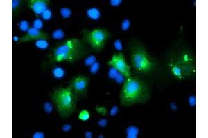 Anti-MLF1 mouse monoclonal antibody (ABIN2455803) immunofluorescent staining of COS7 cells transiently transfected by pCMV6-ENTRY MLF1 (RC202774). (MLF1 抗体)