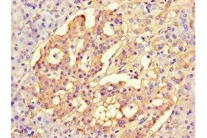 Immunohistochemistry of paraffin-embedded human pancreatic tissue using ABIN7147222 at dilution of 1:100 (CISD2 抗体  (AA 61-135))