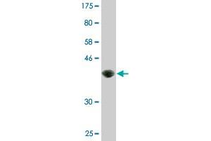 Western Blotting (WB) image for anti-Amphiregulin (AREG) (AA 20-129) antibody (ABIN513459)