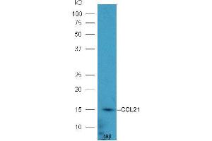 Raji lysates probed with Rabbit Anti-CCL21/6Ckine Polyclonal Antibody  at 1:5000 90min in 37˚C (CCL21 抗体  (AA 24-134))