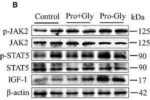 Acute or chronic injection of Pro-Gly, but not Pro plus Gly (Pro+Gly), stimulated IGF-1 expression and secretion in mice.