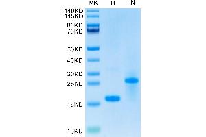 SDS-PAGE (SDS) image for Growth Differentiation Factor 15 (GDF15) (AA 197-308) protein (His-Avi Tag,Biotin) (ABIN7274724)