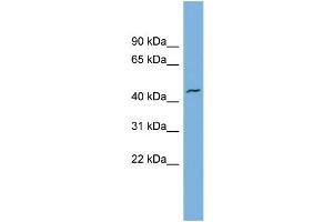 WB Suggested Anti-VAT1  Antibody Titration: 0. (VAT1 抗体  (N-Term))