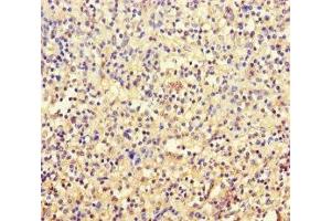 Immunohistochemistry of paraffin-embedded human spleen tissue using ABIN7171887 at dilution of 1:100 (Tetraspanin 7 抗体  (AA 113-223))