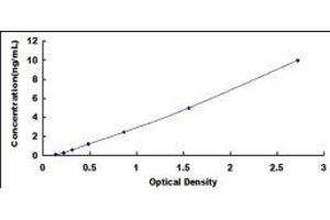 Caspase 7, Apoptosis-Related Cysteine Peptidase (CASP7) ELISA Kit