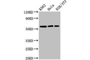 Western Blot Positive WB detected in: K562 whole cell lysate, Hela whole cell lysate, NIH/3T3 whole cell lysate All lanes: SESN1 antibody at 3 μg/mL Secondary Goat polyclonal to rabbit IgG at 1/50000 dilution Predicted band size: 57, 64, 50 kDa Observed band size: 57 kDa (SESN1 抗体  (AA 224-337))