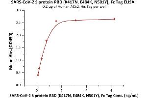 Immobilized Human ACE2, His Tag (ABIN6952618,ABIN6952641) at 2 μg/mL (100 μL/well) can bind SARS-CoV-2 S protein RBD (K417N, E484K, N501Y), Fc Tag (ABIN6992400) with a linear range of 0.