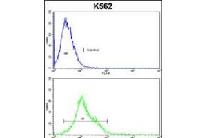 Flow cytometric analysis of k562 cells (bottom histogram) compared to a negative control cell (top histogram). (HSPH1 抗体  (AA 549-579))
