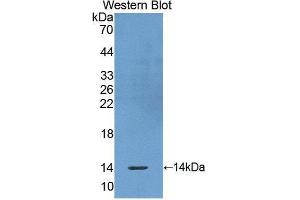 Western Blotting (WB) image for anti-Olfactomedin 4 (OLFM4) antibody (Biotin) (ABIN1172482) (Olfactomedin 4 抗体  (Biotin))