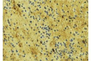 ABIN6276715 at 1/100 staining Mouse liver tissue by IHC-P. (ENOS 抗体  (Internal Region))