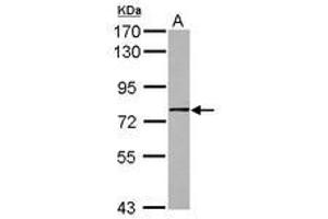 Image no. 1 for anti-Guanine Nucleotide Binding Protein Like Protein 1 (GNL1) (AA 83-375) antibody (ABIN1498485) (GNL1 抗体  (AA 83-375))