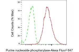 anti-Purine Nucleoside Phosphorylase (PNP) antibody