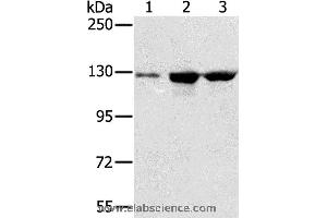 Western blot analysis of A549, K562 and hela cell, using NAT10 Polyclonal Antibody at dilution of 1:200