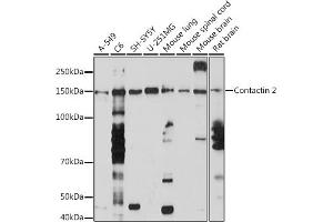 Western blot analysis of extracts of various cell lines, using Contactin 2 Rabbit mAb (ABIN7266493) at 1:1000 dilution. (CNTN2 抗体)