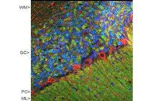 Confocal image of adult rat cerebellar cortex stained with CPCA-VLP-1 (green), polyclonal antibody to NF-M:RPCA-NF-M (red) and DNA (blue). (VSNL1 抗体)
