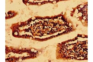 Immunohistochemistry of paraffin-embedded human small intestine tissue using ABIN7157063 at dilution of 1:100 (HSCB 抗体  (AA 30-235))