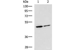 Western blot analysis of Jurkat and HepG2 cell lysates using LRRC28 Polyclonal Antibody at dilution of 1:1000 (LRRC28 抗体)