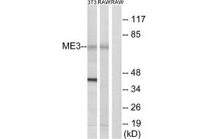 Western blot analysis of extracts from 3T3 cells and RAW264. (ME3 抗体  (C-Term))